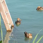 Garni Dorferwirt Am Irrsee Tiefgraben