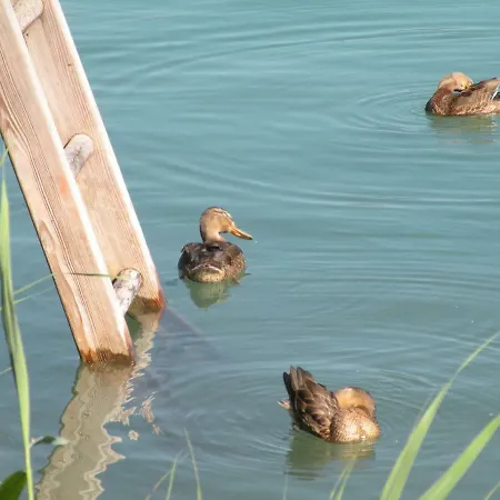 Garni Dorferwirt Am Irrsee Tiefgraben